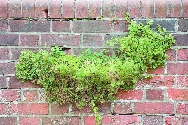 wall-1920w